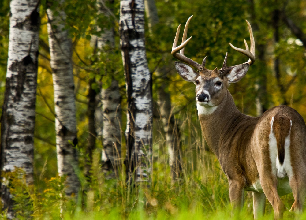 whitetail buck