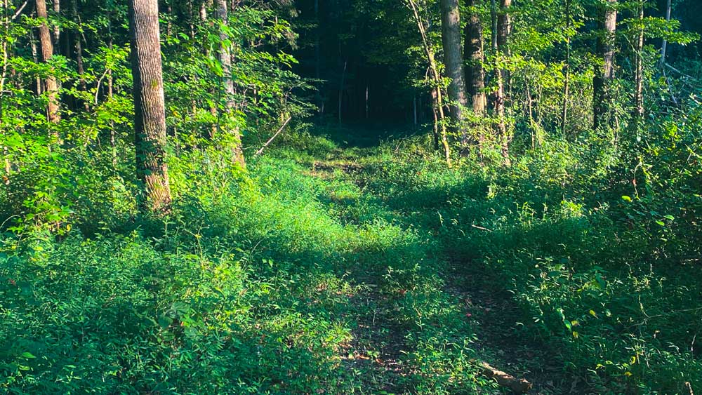 logging road