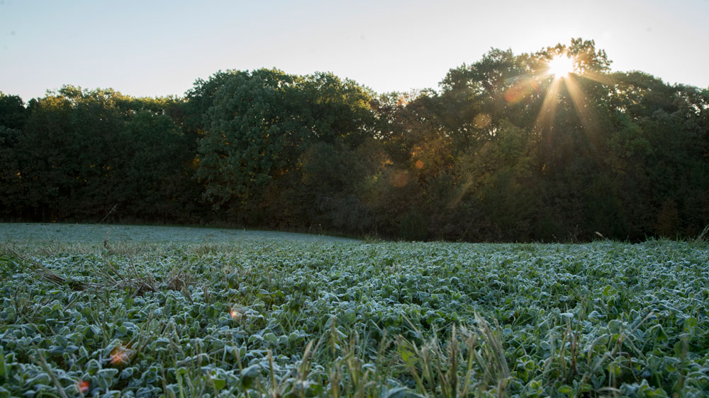 biologic food plot