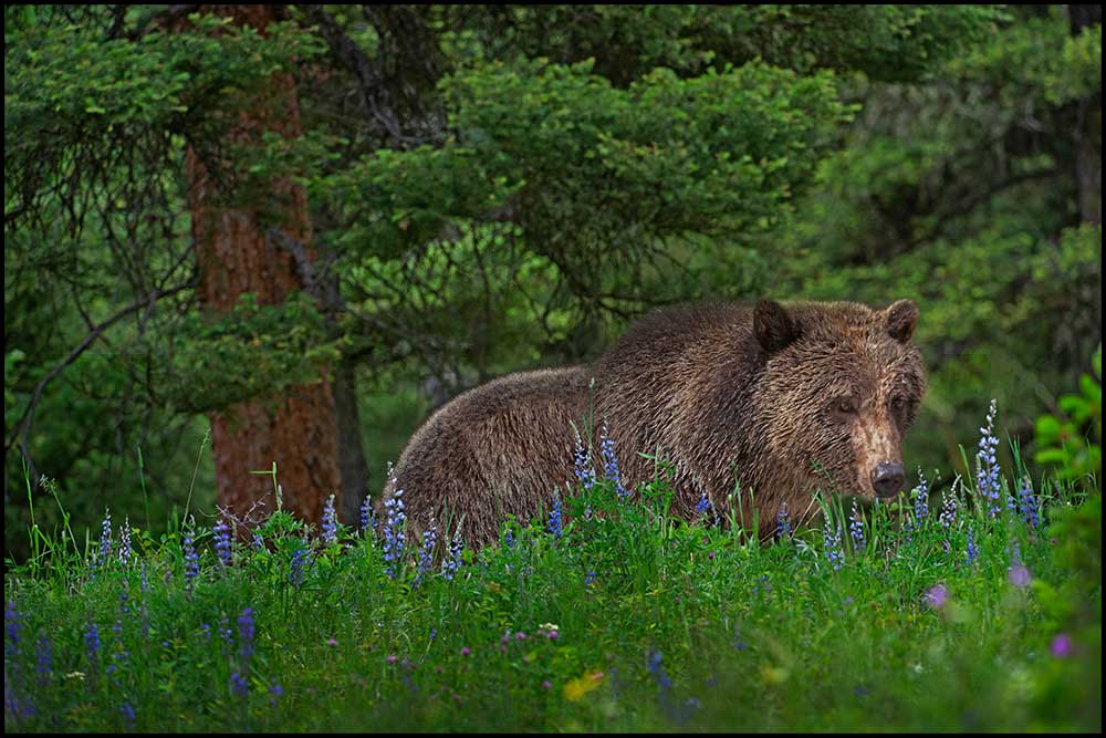 Lupine Grizzly bear Yellowstone in spring
