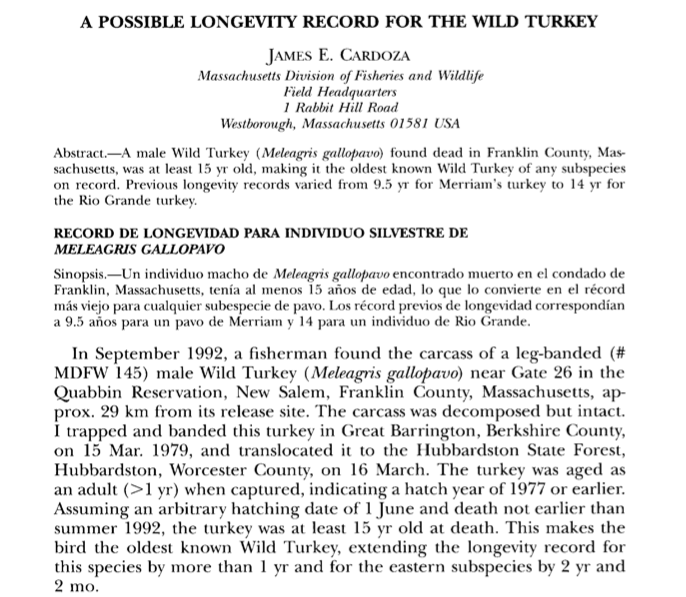 record turkey in Massachusetts 