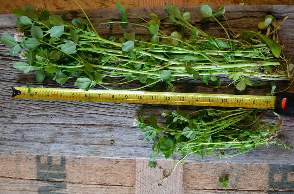 fertilized clover growth