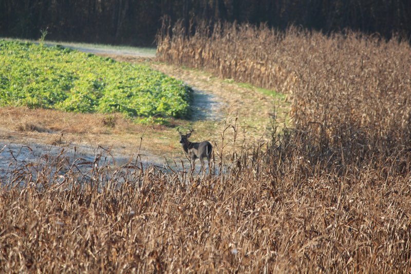 buck in field