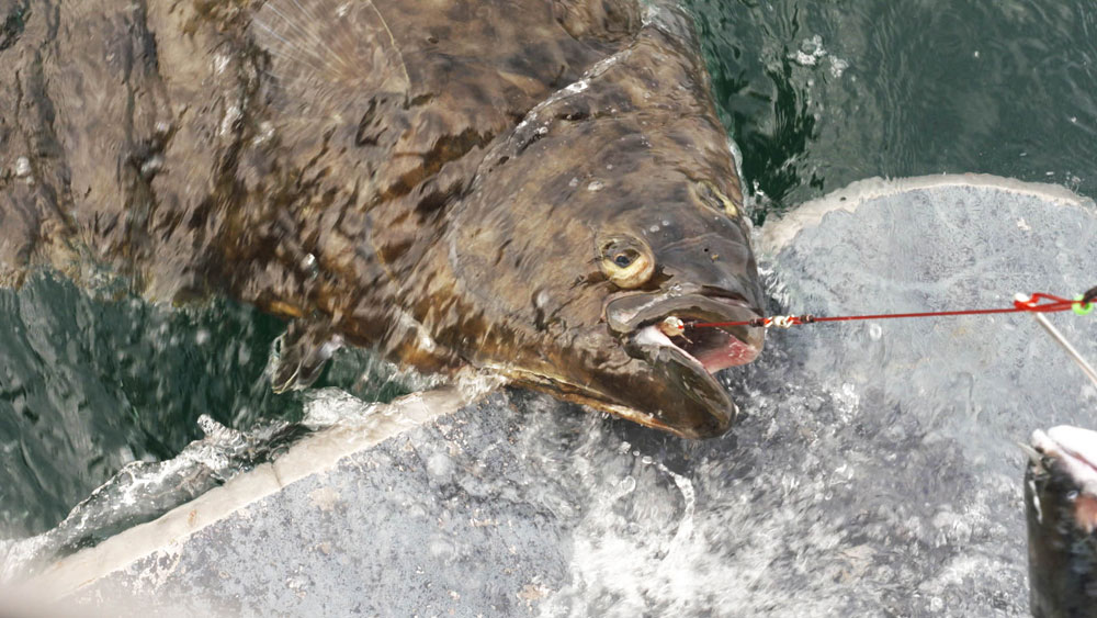 hooked halibut