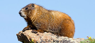 marmot