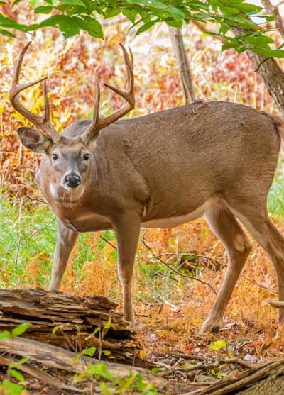 mature 8-point buck