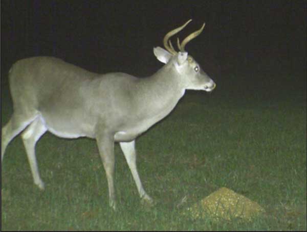 mature buck with tiny antlers