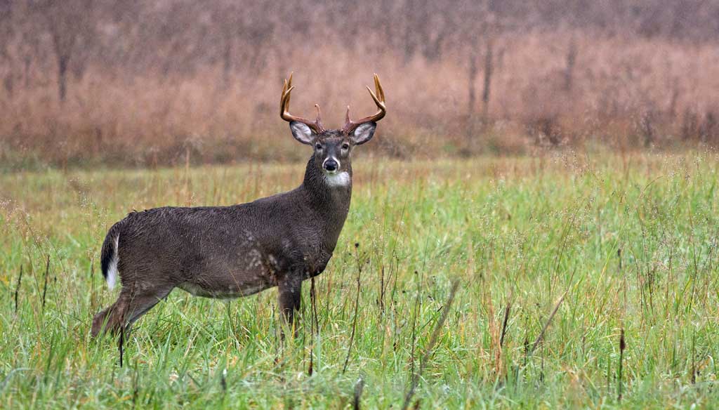 mature whitetail buck