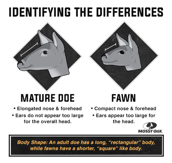 doe vs fawn