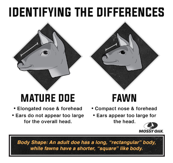doe vs fawn