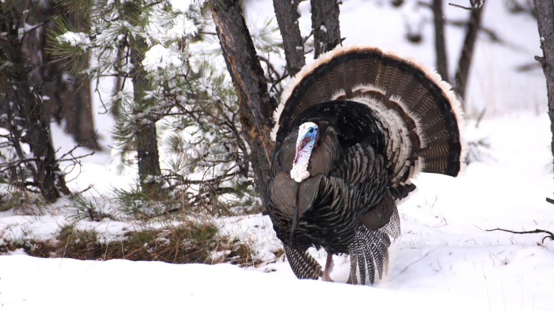 snow turkey