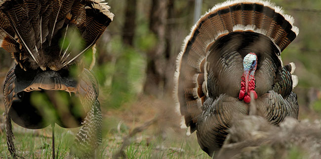 Merriam's Wild Turkey