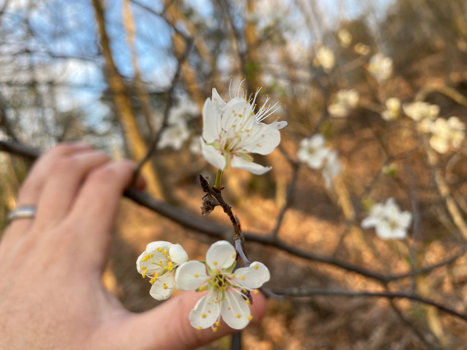 mexican plum flower