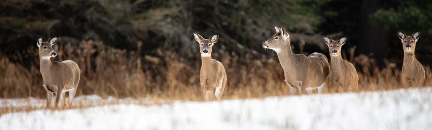 whitetail winter survival