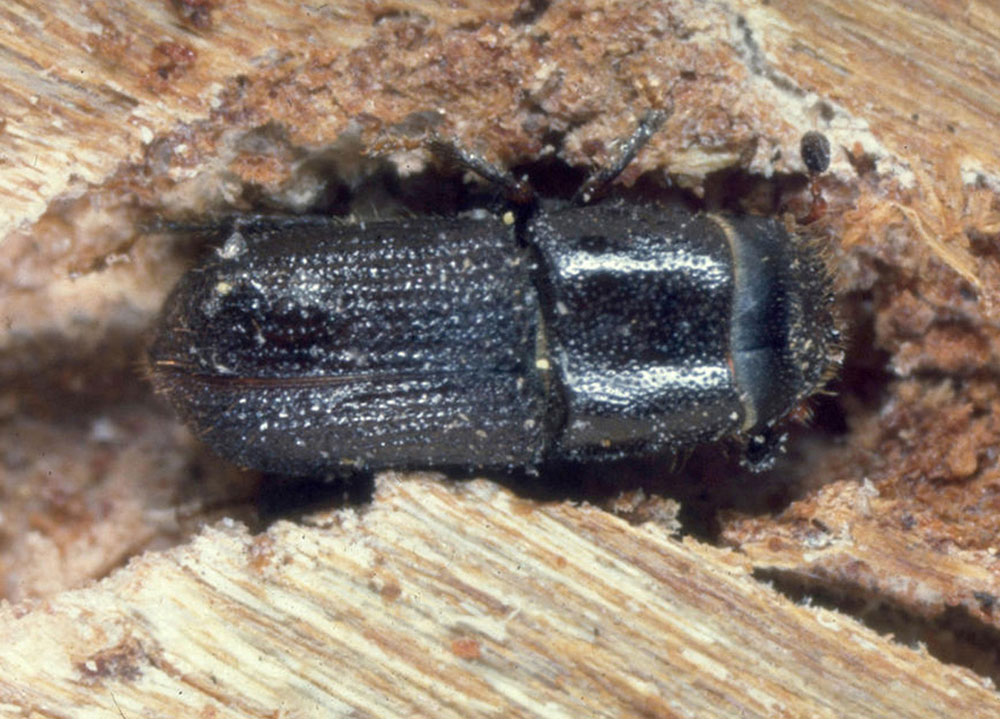 southern pine beetle