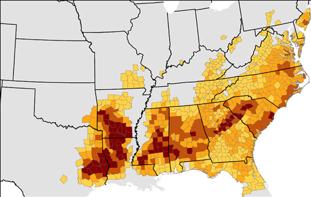 pine beetle range