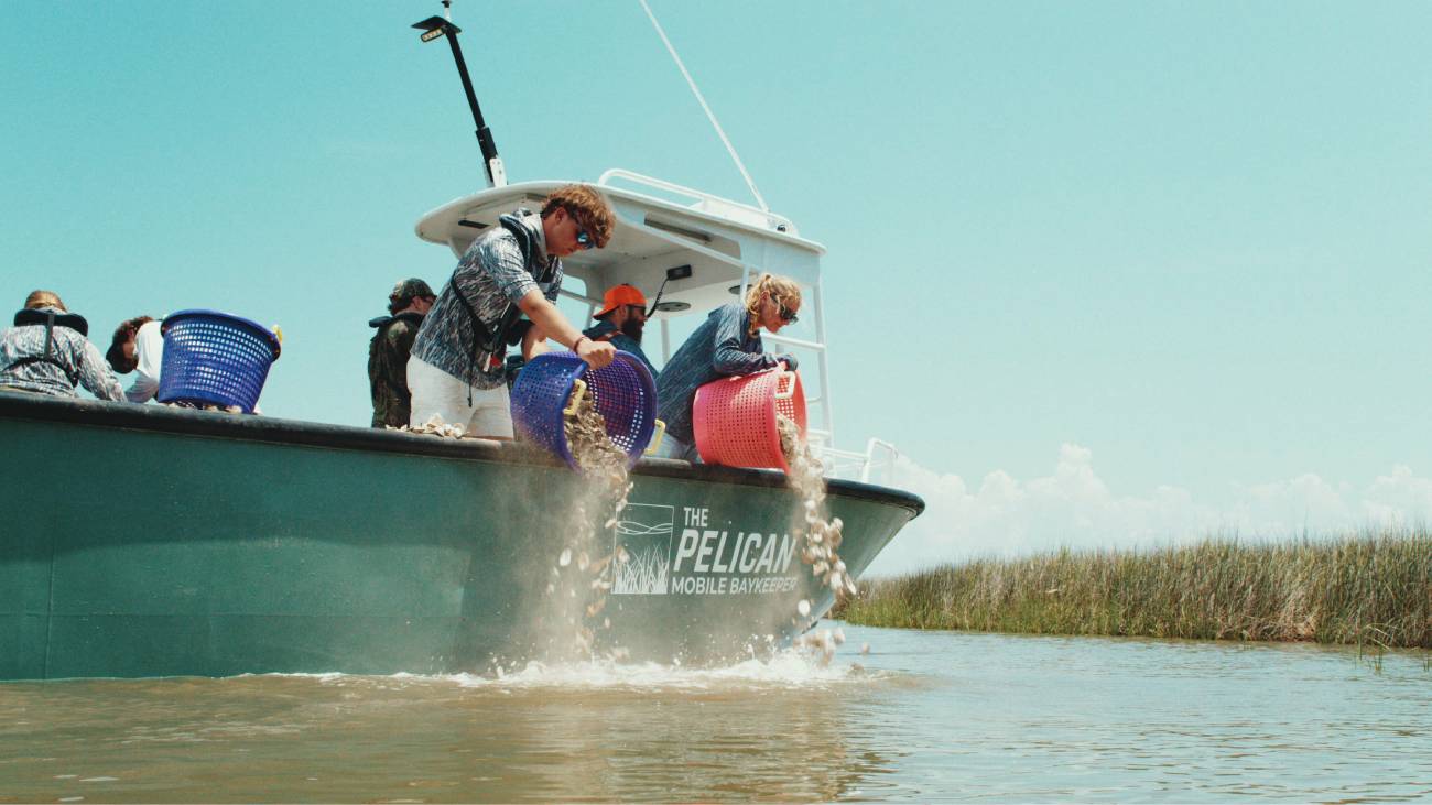 mobile bay oyster restoration