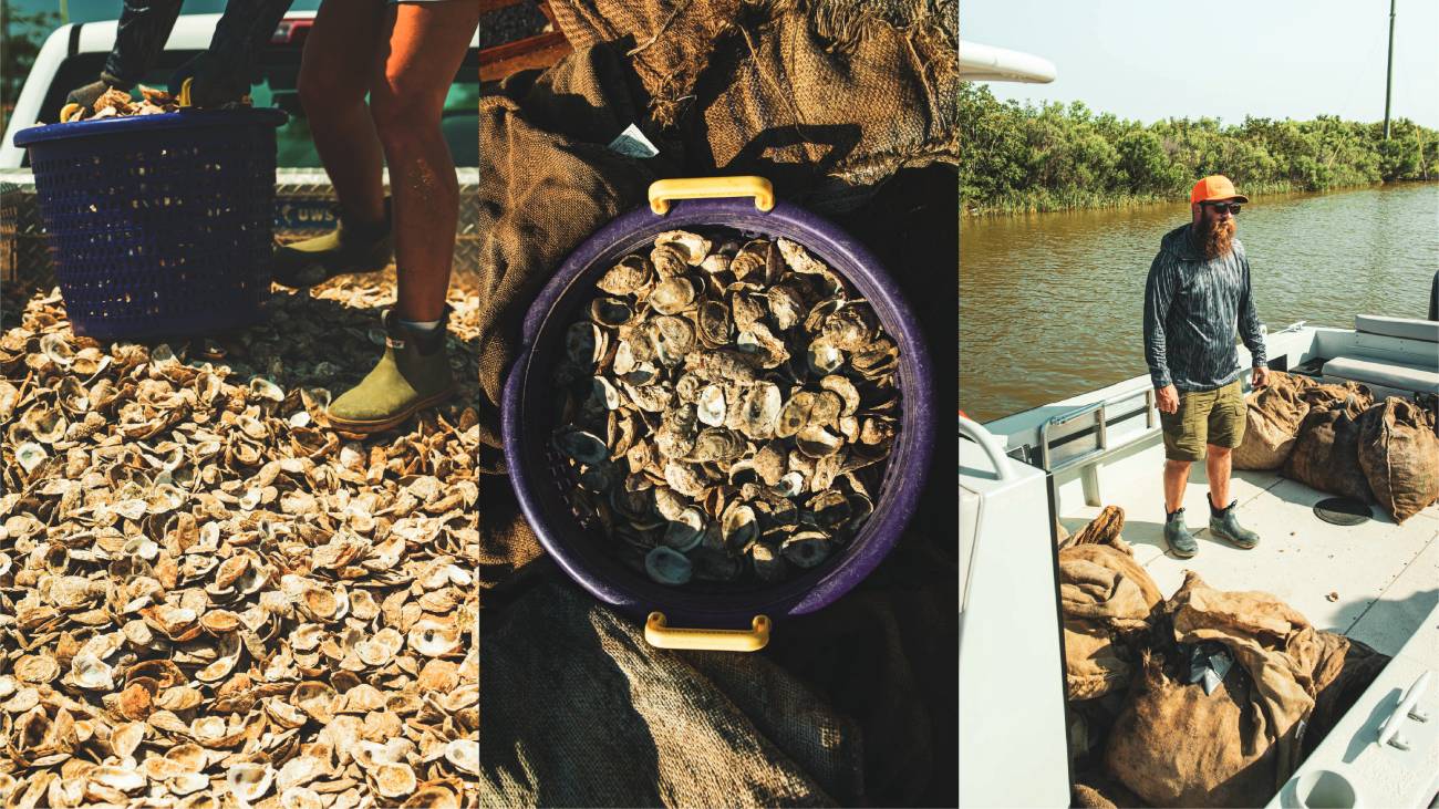 oyster restoration