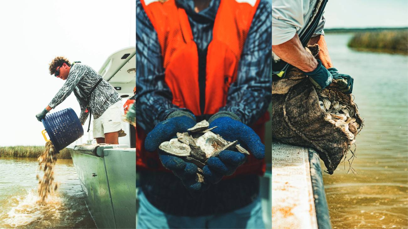oyster restoration