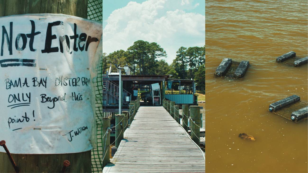 oyster restoration