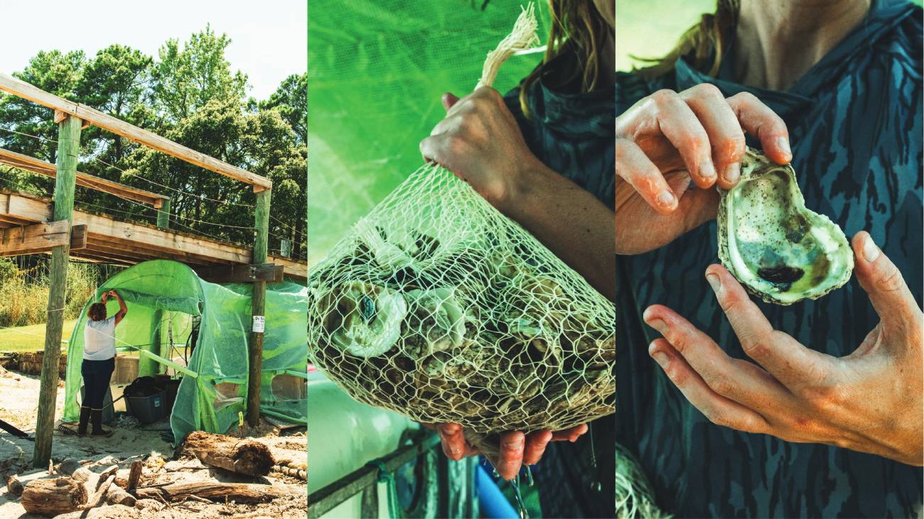 oyster restoration