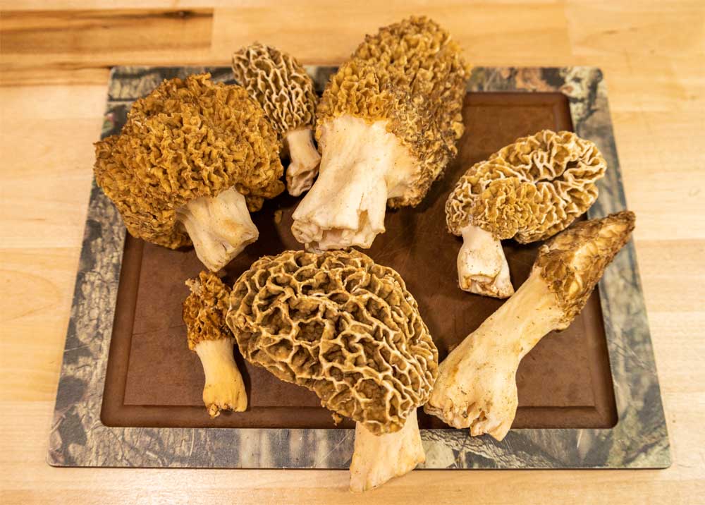 morel mushrooms