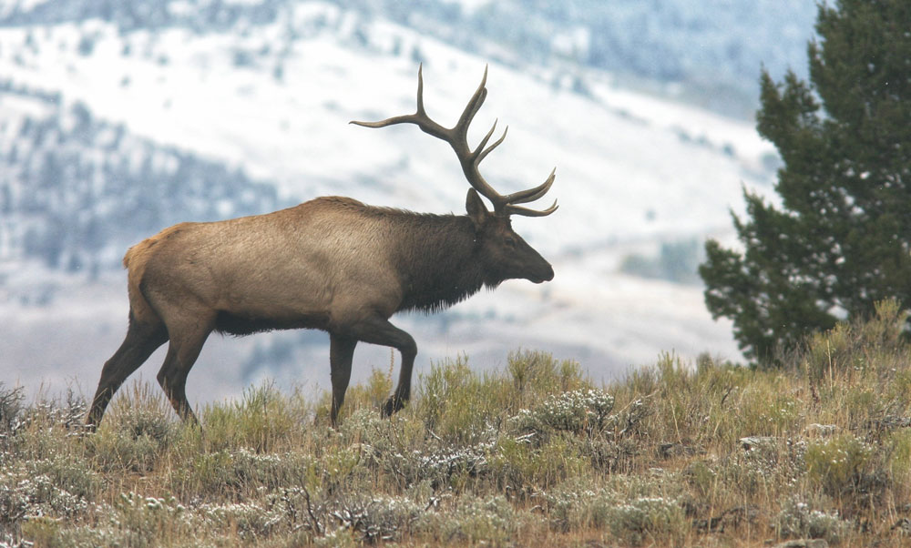 Mark Kayser bull elk