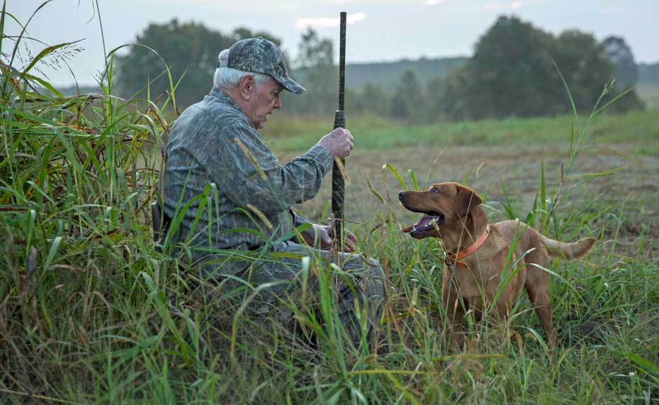 Mr. Fox dove hunting