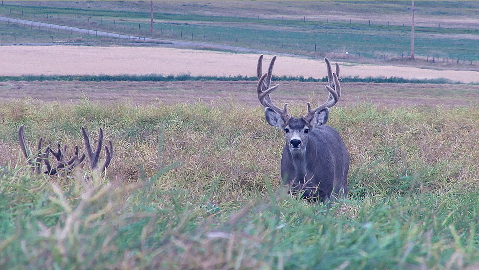 mule deer bucks