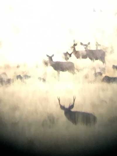 Mule deer herd through scope