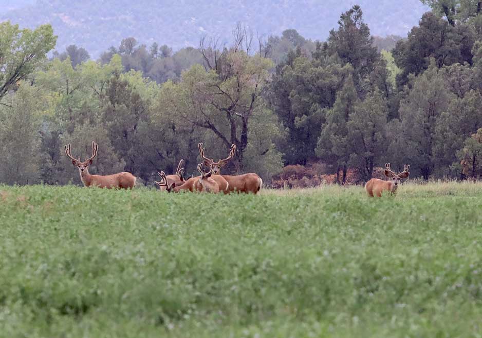 mule deer herd