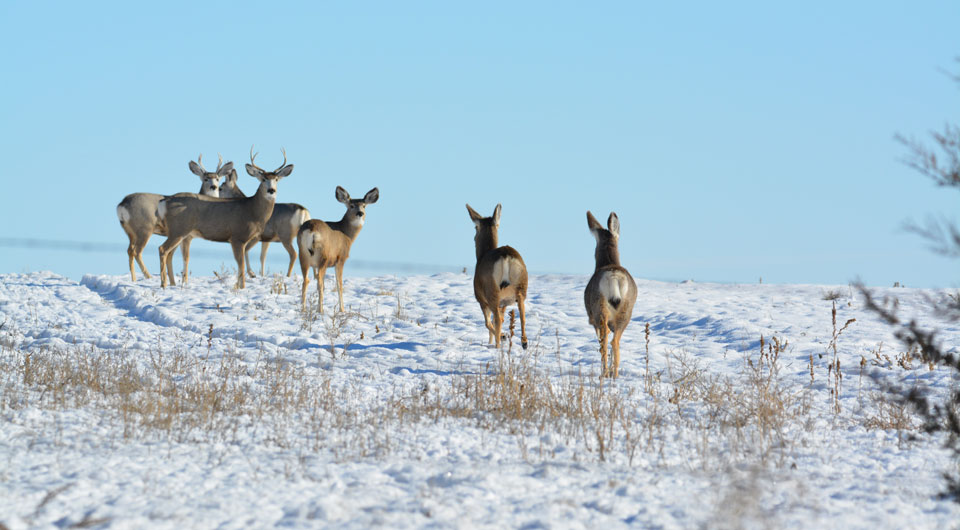 mule deer herd