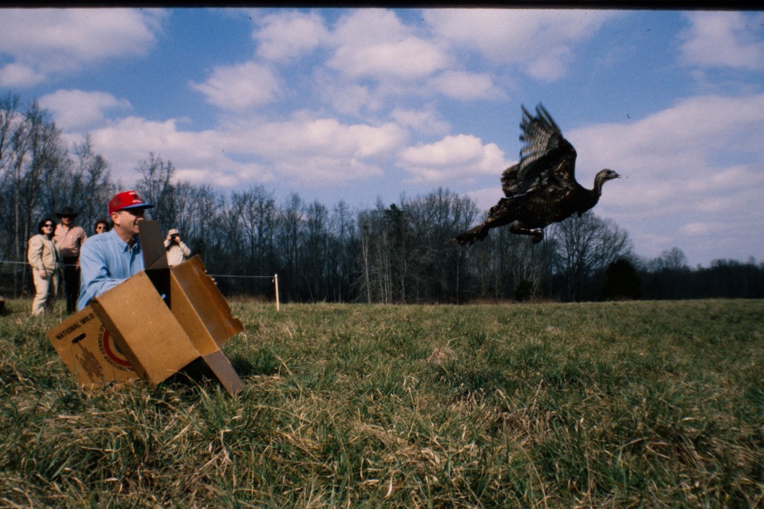 NWTF research