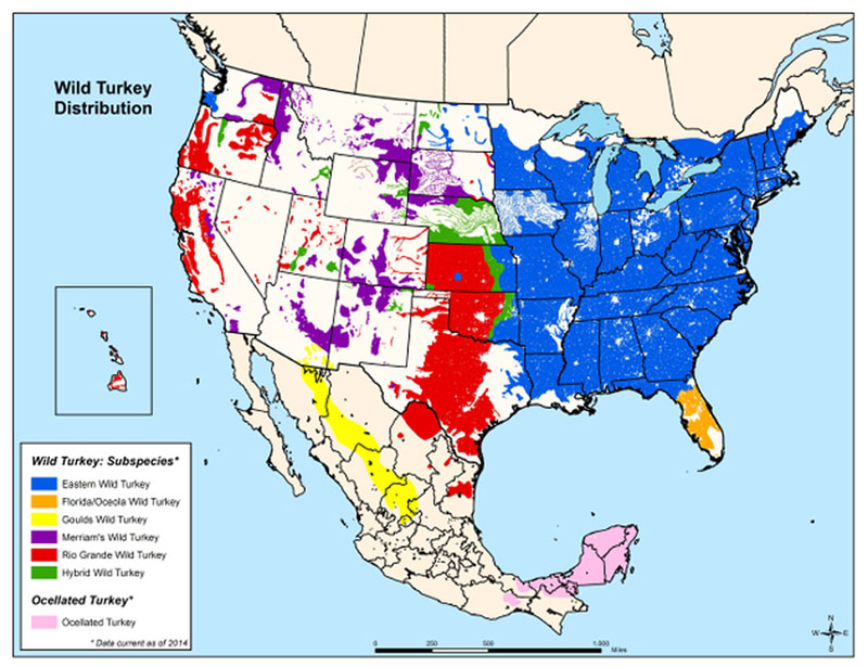 wild turkey species map