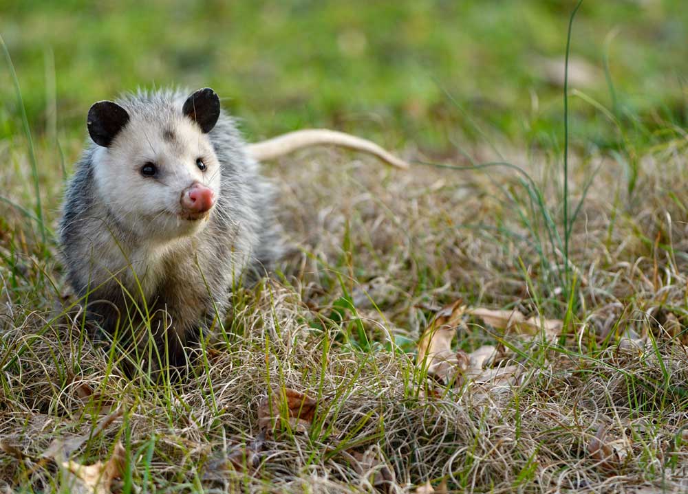 opossum