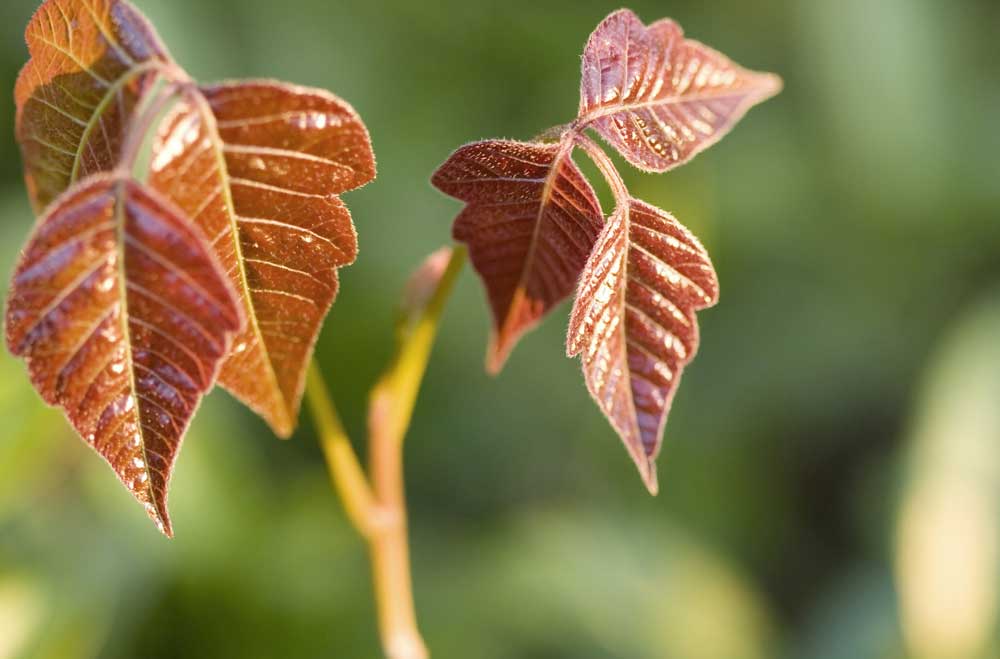 new poison ivy leaves