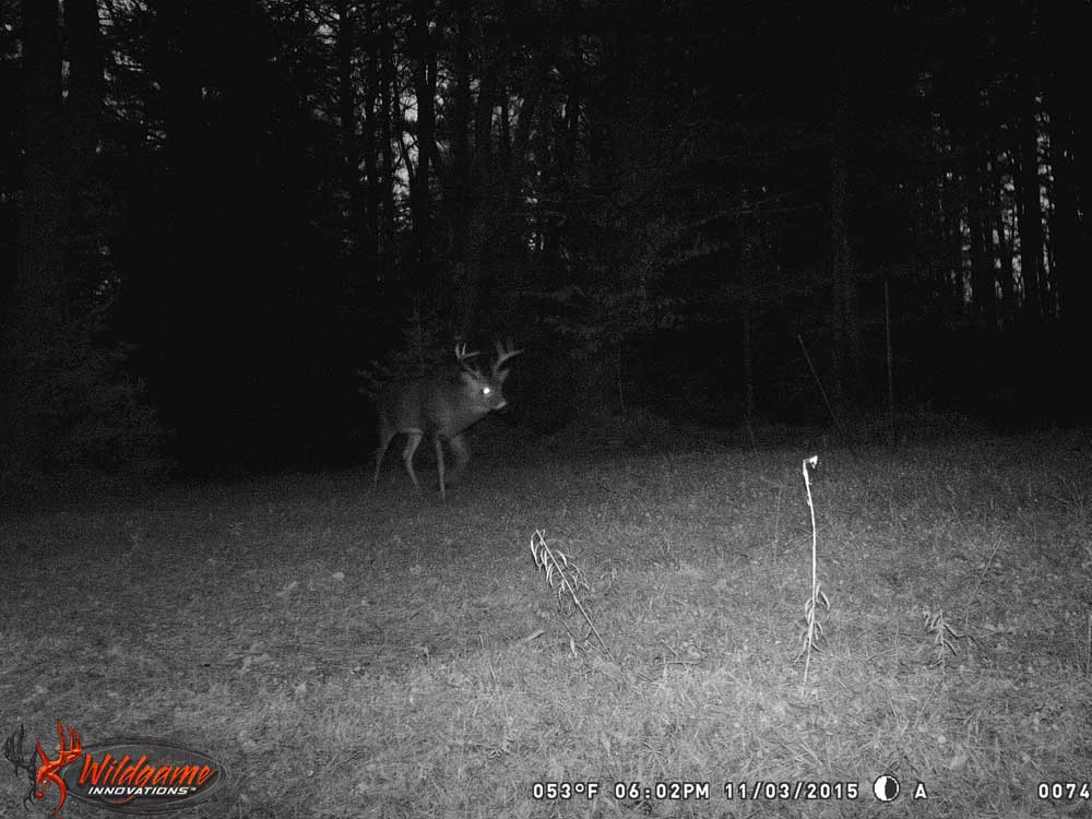 nocturnal buck