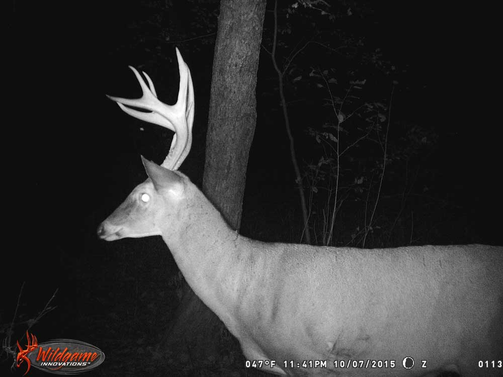 nocturnal whitetail