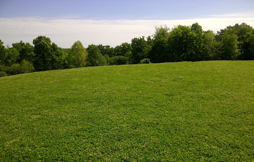 weed-free plot