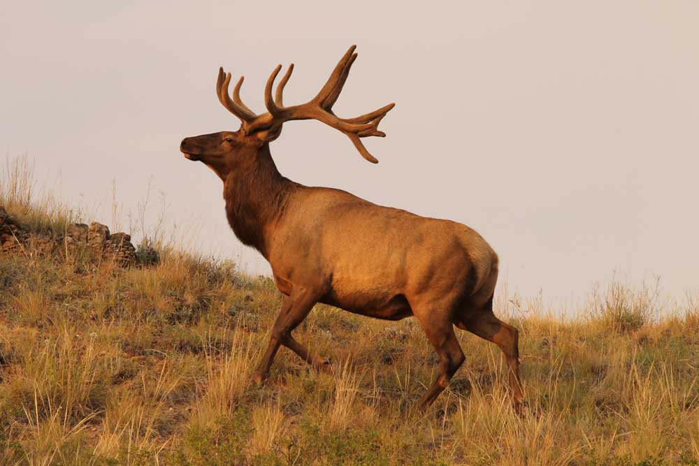 North Dakota elk
