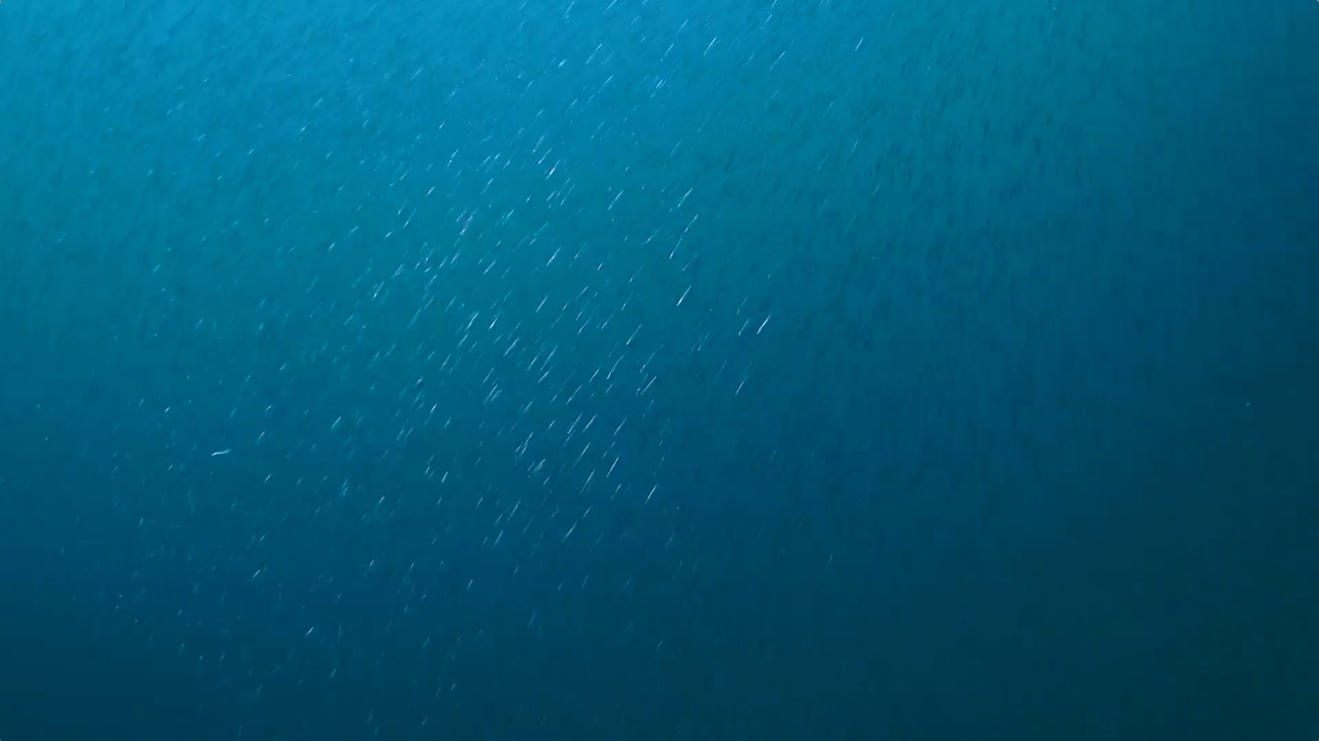 Ocean