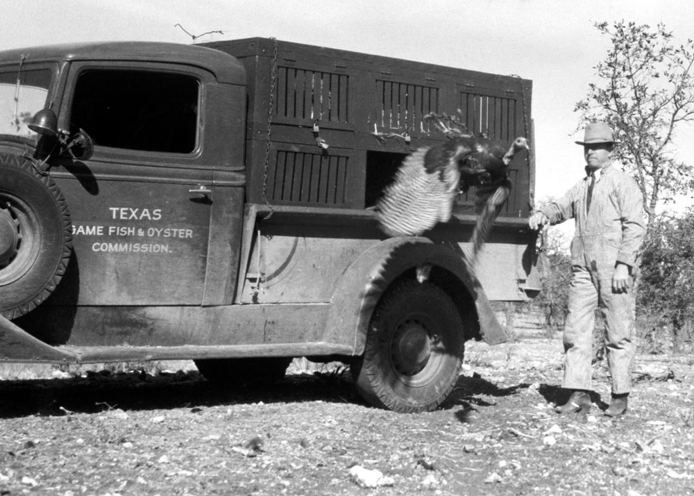 Old Texas turkey release