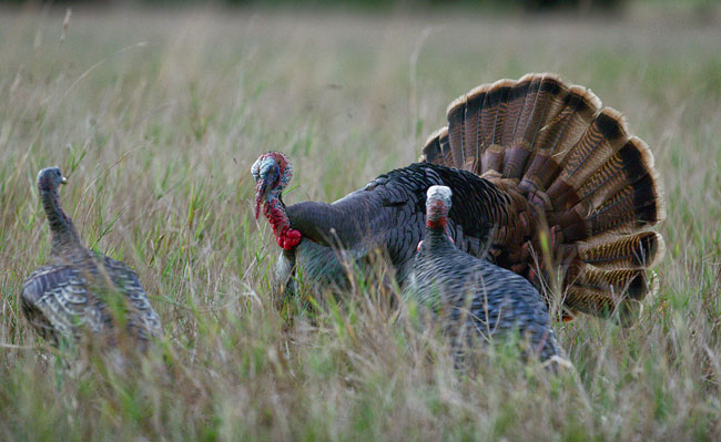 osceola wild turkeys