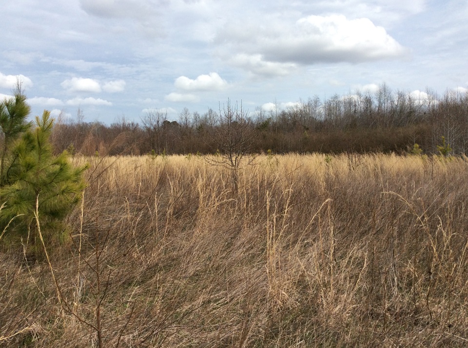 overgrown grass deer sanctuary