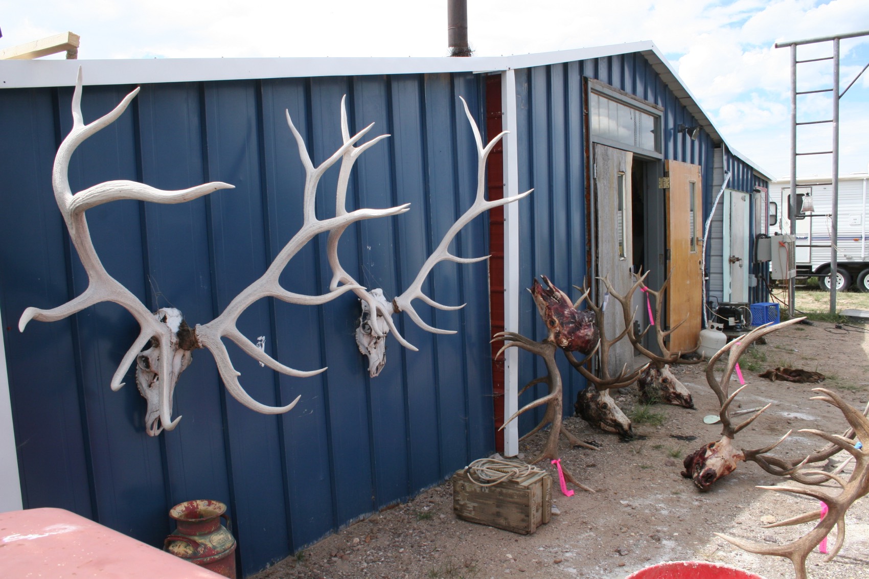 elk skulls