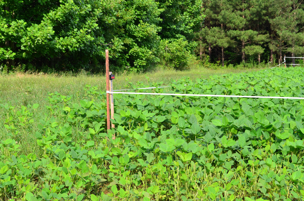 beans plot protection