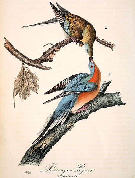 passenger pigeon