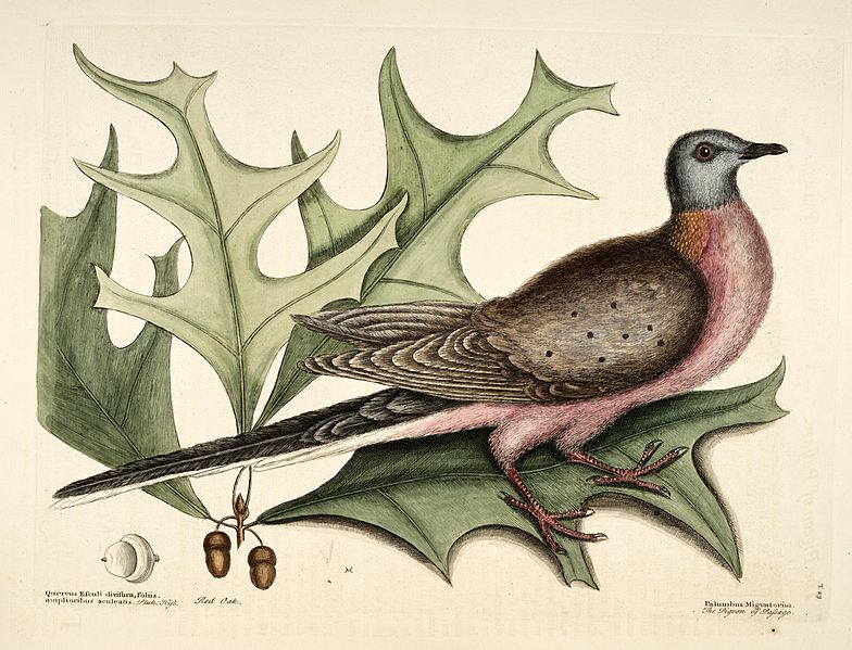 passenger pigeon