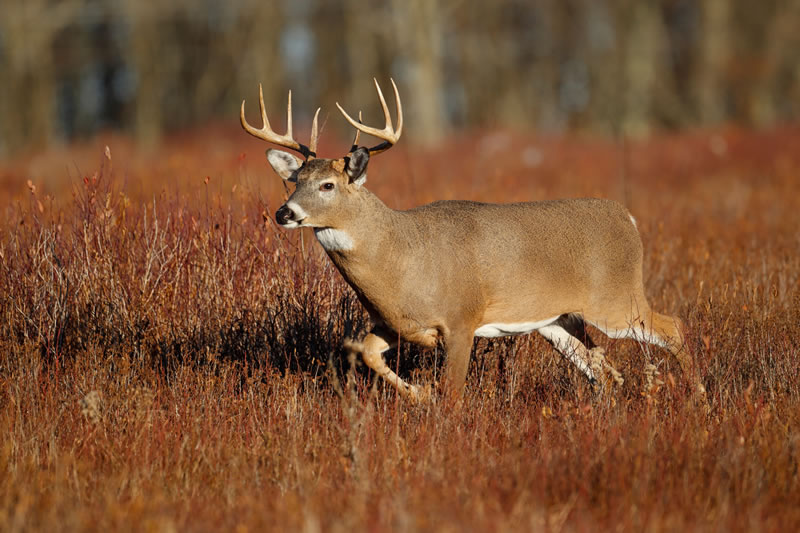 In the author’s opinion, no other aspect of the weather has as big an influence on deer movement as the atmospheric pressure, also known as the barometric pressure - photo credit: Paul Tessier