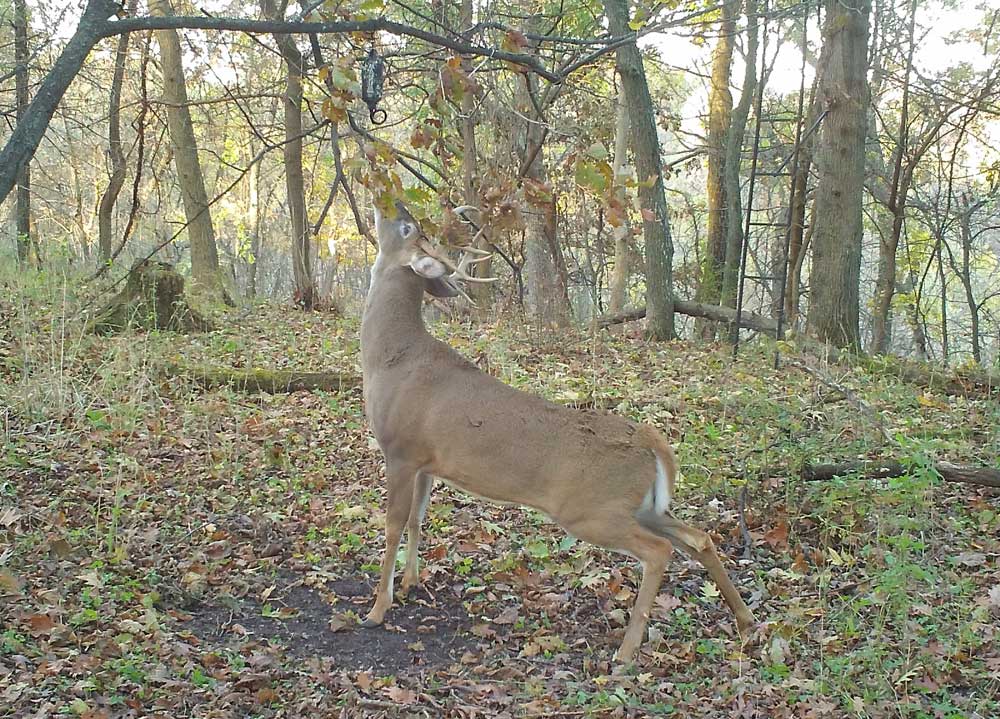 deer at scrape